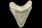 Serrated, Fossil Megalodon Tooth - Florida #110458-1